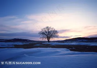 高清雪地大树风光风景图片