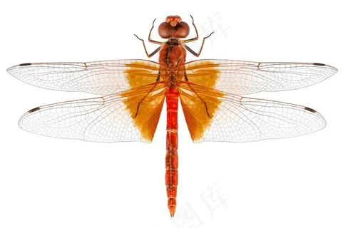 蜻蜓昆虫特写图