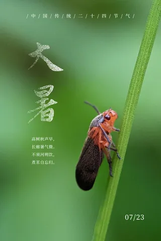 大暑 蝉鸣  二十四节气
