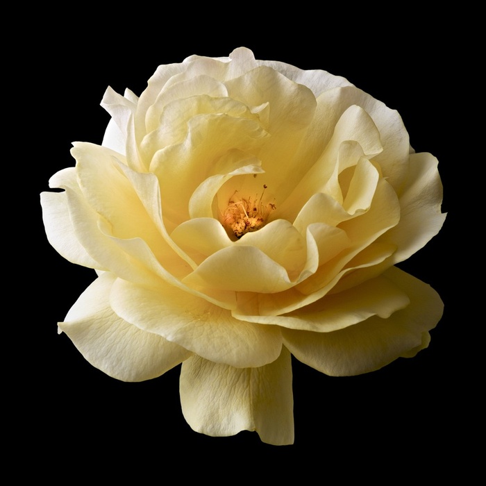 黄色芍药鲜花图片素材