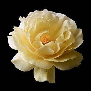 黄色芍药鲜花图片素材