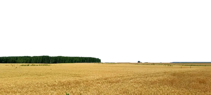 现代农业金黄色麦田