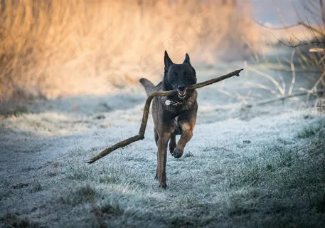 黑狼犬图片 黑狼犬图片