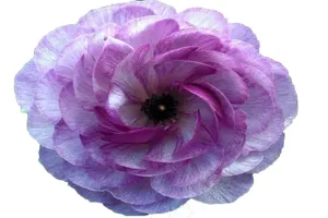 紫色唯美清新花朵免抠素材