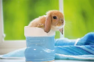 杯子里的垂耳兔图片