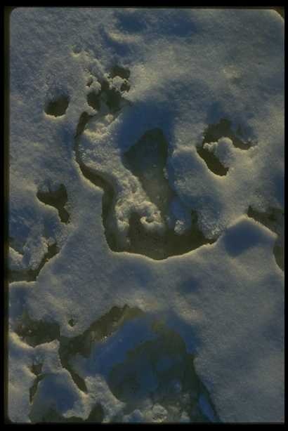 冰雪图片