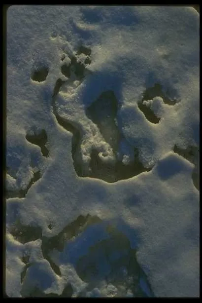 冰雪图片