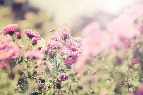 静物花草非主流图片 静物花草非主流图片