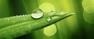 夏天绿叶露水露珠萌芽清新，雨水白露谷雨摄影图