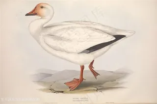 欧洲鸟高清彩绘装饰画