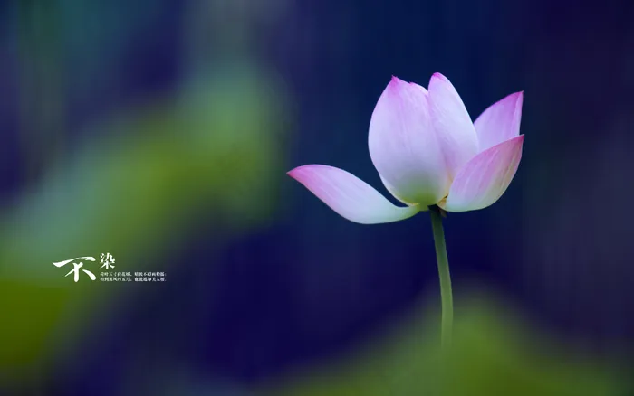 美丽小荷 花