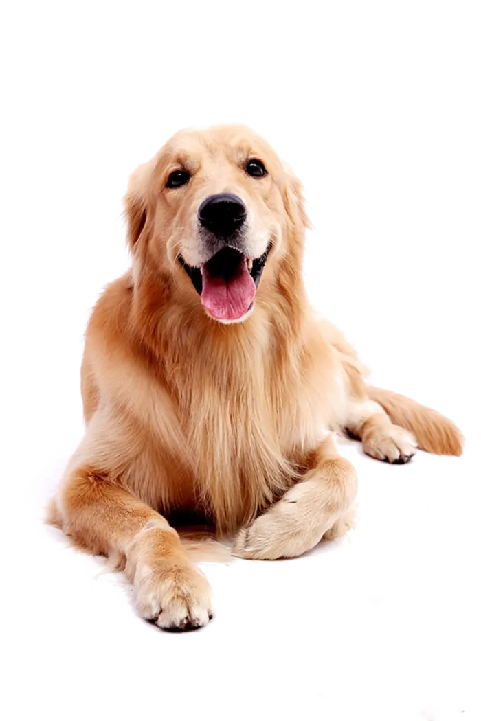 金毛狗开心