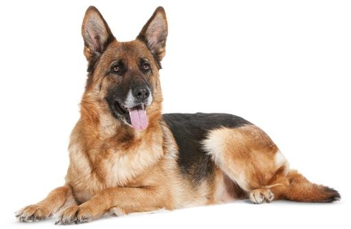 德国牧羊犬 PNG免抠(800x524)