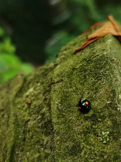 绿色昆虫与自然背景图