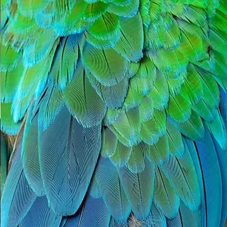 美丽的鸟类羽毛背景高清图片1 (5) 美丽的鸟类羽毛背景高清图片1 (5)