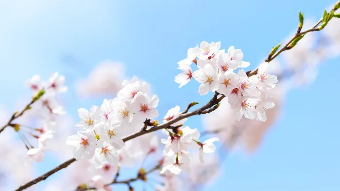 春天太阳下的鲜花图片