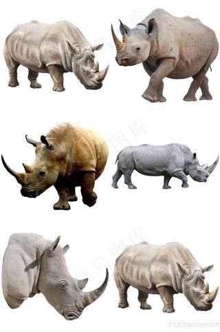 犀牛免抠素材