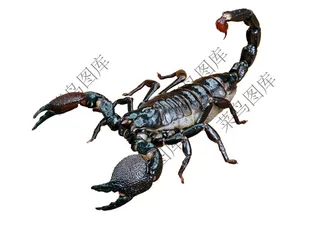 蝎子高清图