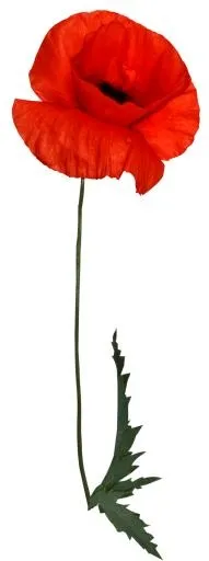 罂粟花 PNG免抠(700x1871)