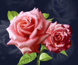 盛开的两朵粉色玫瑰花图片素材