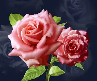 盛开的两朵粉色玫瑰花图片素材