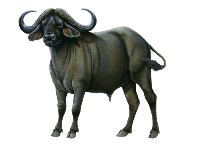 水牛动物牛开荒牛田地农村农场牧场