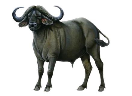 水牛动物牛开荒牛田地农村农场牧场