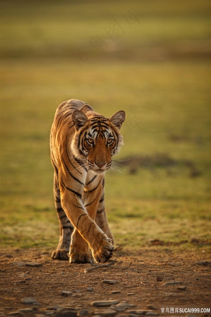 散步中的老虎