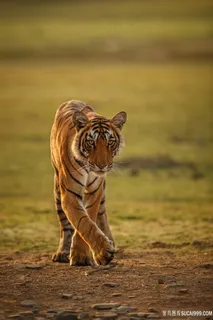散步中的老虎