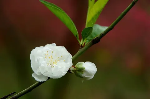 超高清白碧桃花图片大全