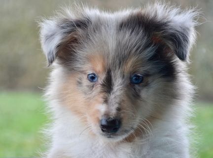 小牧羊犬肖像图片