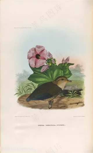 高清唯美牵牛花与鸟油画图片