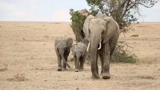 非洲野生动物大象图片