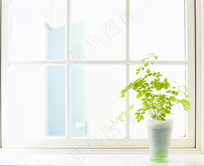 放在窗前的小盆栽
