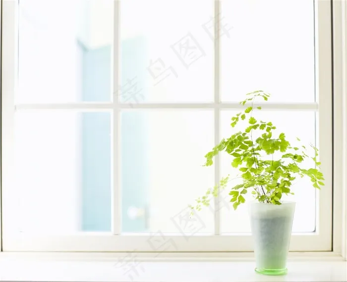 放在窗前的小盆栽