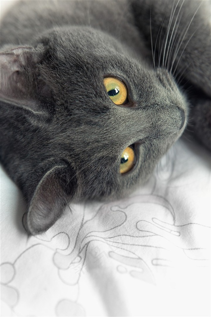 冷淡的灰色小猫咪图片