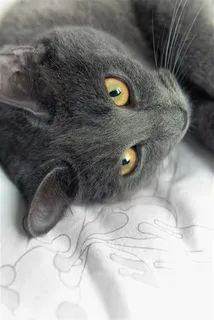 冷淡的灰色小猫咪图片 冷淡的灰色小猫咪图片