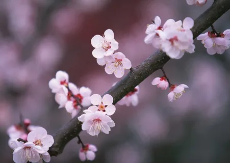 万千花卉 684 万千花卉 684