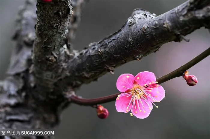 高清梅花特写鲜花图片