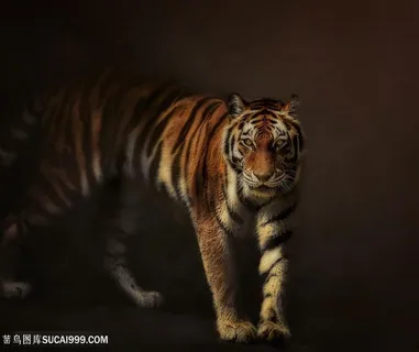 华南虎图片设计素材