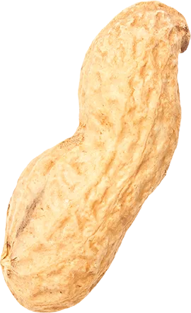 10_Peanut