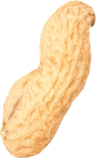 10_Peanut