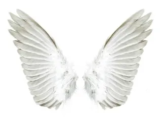 白色天使的翅膀 PNG免抠