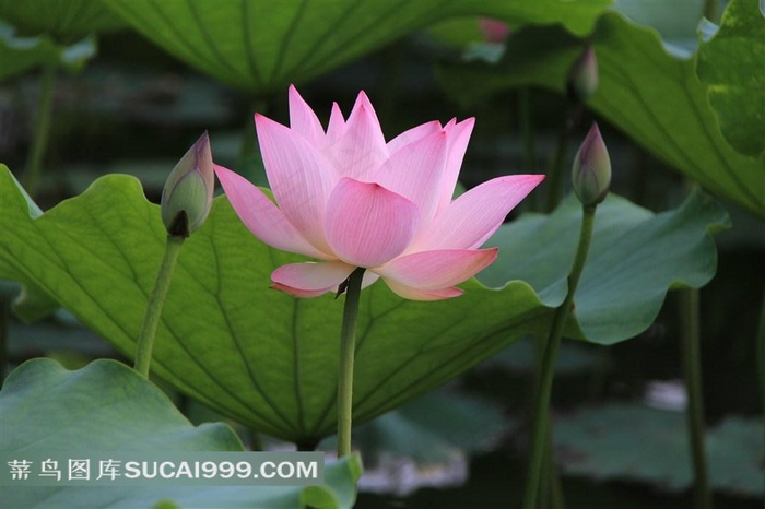 荷花高清正面图片