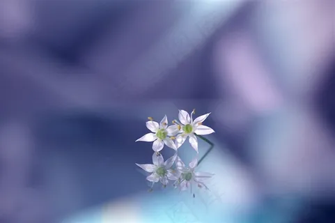 唯美梦幻小花鲜花图片 唯美梦幻小花鲜花图片