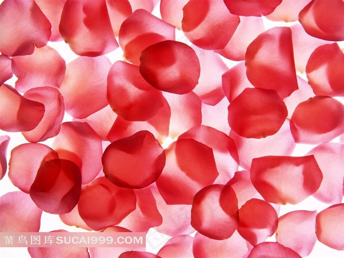 粉玫瑰花瓣壁纸