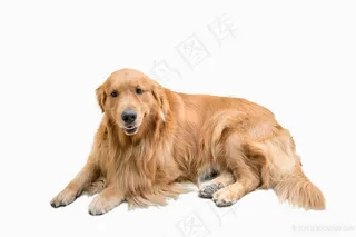 布格拉多金毛犬高清图片