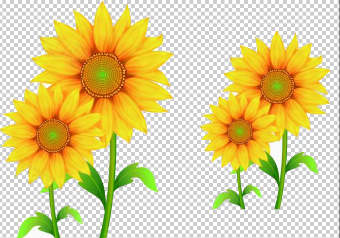 向日葵 免扣  花束 花朵