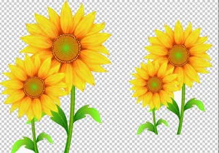 向日葵 免扣  花束 花朵