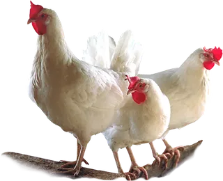 公鸡家禽现代农业